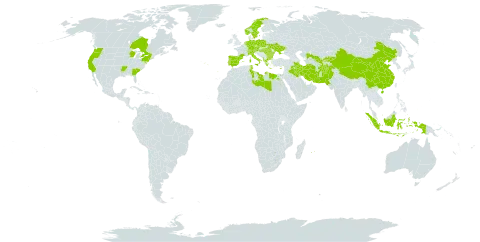 Galium tricornutum world distribution map, present in Afghanistan, Albania, Austria, Bulgaria, Canada, Switzerland, China, Cyprus, Czech Republic, Germany, Egypt, Spain, France, Greece, Hungary, Indonesia, Iran (Islamic Republic of), Iraq, Italy, Kyrgyzstan, Libya, Mauritius, Netherlands, Norway, Pakistan, Palau, Poland, Portugal, Réunion, Romania, Singapore, Sweden, Turks and Caicos Islands, Tunisia, Ukraine, United States of America, and Uzbekistan