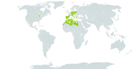 Galium verrucosum world distribution map, present in Albania, Austria, Switzerland, Cyprus, Czech Republic, Germany, Algeria, Spain, France, Greece, Italy, Libya, Morocco, Palau, Poland, Portugal, Tunisia, and United States of America