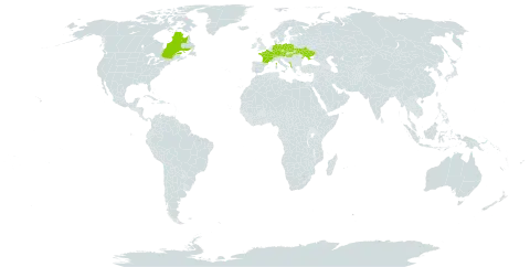 Galium verum subsp. wirtgenii world distribution map, present in Albania, Austria, Canada, Switzerland, Czech Republic, Germany, France, Hungary, Montenegro, Poland, and Ukraine