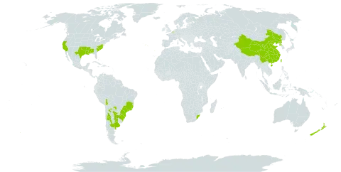 Gamochaeta calviceps world distribution map, present in Argentina, Belgium, Bolivia (Plurinational State of), Brazil, China, New Zealand, Korea (Democratic People's Republic of), Portugal, Paraguay, Taiwan, Province of China, Uruguay, United States of America, and South Africa