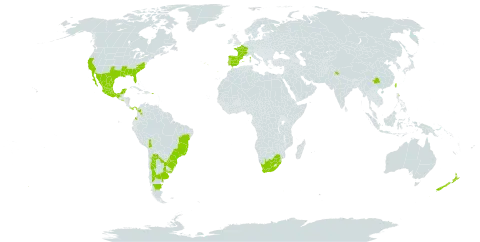 Gamochaeta coarctata world distribution map, present in Argentina, Bolivia (Plurinational State of), Brazil, China, Colombia, Spain, France, India, Mexico, New Zealand, Panama, Puerto Rico, Portugal, Paraguay, El Salvador, eSwatini, Taiwan, Province of China, Uruguay, United States of America, and South Africa