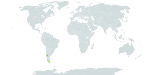 Gamochaeta neuquensis world distribution map, present in Argentina, Chile, and Uruguay