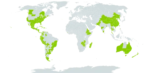 Gamochaeta purpurea world distribution map, present in Argentina, Australia, Bahamas, Bolivia (Plurinational State of), Brazil, Canada, Chile, China, Colombia, Costa Rica, Cuba, Dominican Republic, Ecuador, Eritrea, Ethiopia, Falkland Islands (Malvinas), Guatemala, Honduras, Haiti, India, Jamaica, Sri Lanka, Madagascar, Mexico, Mauritius, Nicaragua, New Zealand, Pakistan, Panama, Peru, Puerto Rico, Korea (Democratic People's Republic of), Portugal, Paraguay, Réunion, Saint Helena, Ascension and Tristan da Cunha, El Salvador, Thailand, Taiwan, Province of China, Uruguay, United States of America, Venezuela (Bolivarian Republic of), Zambia, and Zimbabwe