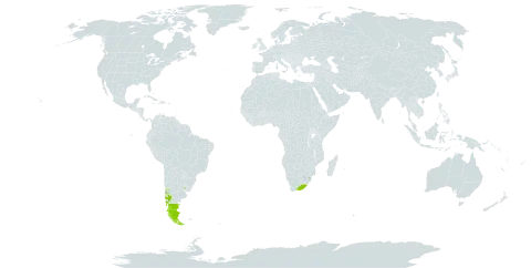 Gamochaeta spiciformis world distribution map, present in Argentina, Chile, eSwatini, Uruguay, and South Africa