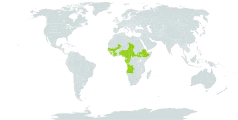 Garcinia ovalifolia world distribution map, present in Angola, Benin, Burkina Faso, Central African Republic, Côte d'Ivoire, Cameroon, Congo, Ethiopia, Gabon, Guinea, Gambia, Mali, Nigeria, Senegal, Sierra Leone, South Sudan, Chad, Togo, and Uganda