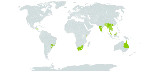 Garcinia xanthochymus world distribution map, present in Australia, Bangladesh, Brazil, Bhutan, China, Fiji, Micronesia (Federated States of), Honduras, India, Kenya, Cambodia, Lao People's Democratic Republic, Sri Lanka, Myanmar, Malaysia, Nepal, Thailand, Trinidad and Tobago, Taiwan, Province of China, Viet Nam, and South Africa