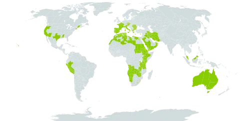 Gastridium world distribution map, present in Angola, Albania, Australia, Austria, Bulgaria, Cyprus, Czech Republic, Djibouti, Algeria, Egypt, Eritrea, Spain, Ethiopia, France, Greece, Iran (Islamic Republic of), Iraq, Italy, Kenya, Libya, Lesotho, Morocco, Malaysia, Namibia, Oman, Peru, Palau, Portugal, Romania, Rwanda, Saudi Arabia, Sudan, eSwatini, Turks and Caicos Islands, Tunisia, Tanzania, United Republic of, Uganda, United States of America, Yemen, Zambia, and Zimbabwe