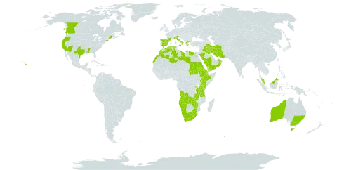 Gastridium phleoides world distribution map, present in Angola, Australia, Canada, Cyprus, Djibouti, Algeria, Egypt, Eritrea, Spain, Ethiopia, France, Greece, Iran (Islamic Republic of), Iraq, Italy, Kenya, Libya, Lesotho, Morocco, Malaysia, Namibia, Oman, Palau, Rwanda, Saudi Arabia, Sudan, eSwatini, Turks and Caicos Islands, Tanzania, United Republic of, Uganda, United States of America, Yemen, South Africa, Zambia, and Zimbabwe