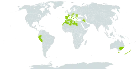 Gastridium ventricosum world distribution map, present in Albania, Australia, Austria, Bulgaria, Czech Republic, Algeria, Spain, France, Greece, Iraq, Italy, Libya, Morocco, New Zealand, Peru, Palau, Portugal, Romania, Turks and Caicos Islands, and Tunisia