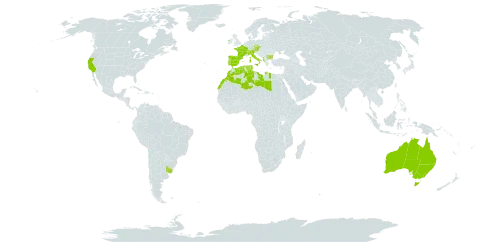 Gaudinia world distribution map, present in Åland Islands, Albania, Australia, Austria, Bulgaria, Switzerland, Czech Republic, Algeria, Spain, France, Ireland, Italy, Libya, Morocco, Palau, Portugal, Turks and Caicos Islands, Tunisia, Uruguay, and United States of America