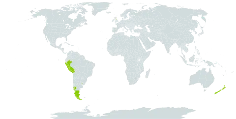 Gaultheria mucronata world distribution map, present in Argentina, Bolivia (Plurinational State of), Chile, United Kingdom of Great Britain and Northern Ireland, New Zealand, Peru, and Uruguay