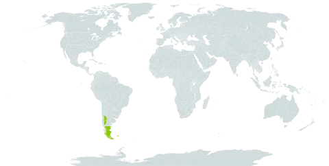 Gaultheria pumila world distribution map, present in Argentina, Chile, Falkland Islands (Malvinas), and Uruguay