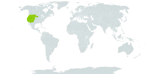 Gayophytum world distribution map, present in United States of America