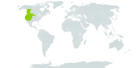 Gayophytum diffusum subsp. parviflorum world distribution map, present in Canada and United States of America