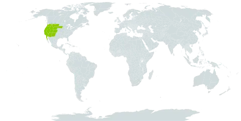 Gayophytum diffusum world distribution map, present in Mexico and United States of America