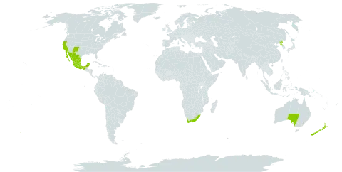 Gazania linearis world distribution map, present in Australia, Lesotho, Mexico, New Zealand, Korea (Democratic People's Republic of), United States of America, and South Africa