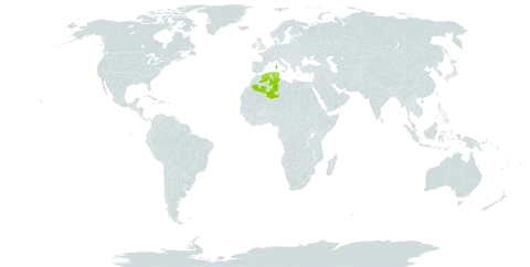 Genista ferox world distribution map, present in Algeria, Italy, and Tunisia