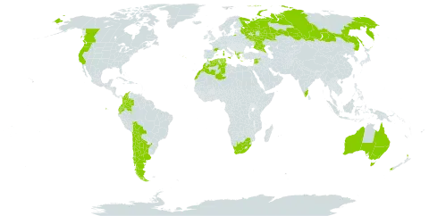 Genista monspessulana world distribution map, present in Albania, Argentina, Australia, Bolivia (Plurinational State of), Canada, Chile, Colombia, Algeria, Ecuador, Spain, France, Greece, India, Italy, Lebanon, Morocco, New Zealand, Portugal, Russian Federation, Syrian Arab Republic, Tunisia, United States of America, and South Africa