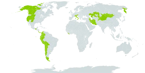 Gentiana prostrata world distribution map, present in Afghanistan, Argentina, Austria, Azerbaijan, Bolivia (Plurinational State of), Canada, Switzerland, Chile, China, Colombia, Costa Rica, Ecuador, Iran (Islamic Republic of), Italy, Kazakhstan, Kyrgyzstan, Liberia, Mexico, Mongolia, Pakistan, Panama, Peru, Russian Federation, Tajikistan, Uruguay, United States of America, and Venezuela (Bolivarian Republic of)