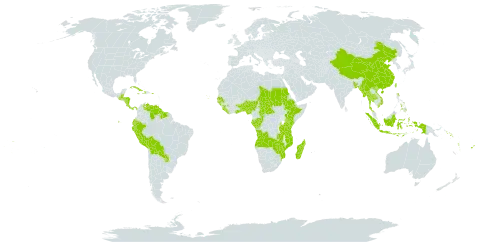 Geophila world distribution map, present in Angola, Andorra, Benin, Burkina Faso, Bangladesh, Belize, Bolivia (Plurinational State of), Central African Republic, China, Congo, Cook Islands, Comoros, Cabo Verde, Costa Rica, Cuba, Dominica, Ecuador, Ethiopia, Fiji, Gabon, Ghana, Guinea, Guinea-Bissau, Guatemala, Guyana, Honduras, Haiti, Indonesia, Jamaica, Kenya, Liberia, Madagascar, Myanmar, Mozambique, Nigeria, Nicaragua, Nepal, Panama, Peru, Philippines, Puerto Rico, Paraguay, Sudan, Senegal, Solomon Islands, Sierra Leone, Suriname, Chad, Togo, Thailand, Tonga, Taiwan, Province of China, Tanzania, United Republic of, Uganda, United States of America, Venezuela (Bolivarian Republic of), Viet Nam, Vanuatu, Wallis and Futuna, Samoa, Zambia, and Zimbabwe