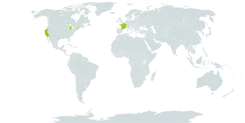 Geranium pyrenaicum world distribution map, present in France, United Kingdom of Great Britain and Northern Ireland, and United States of America