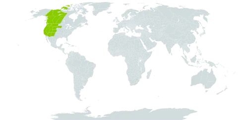 Geranium richardsonii world distribution map, present in Canada and United States of America