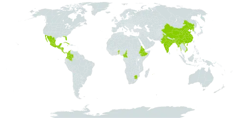 Gerbera jamesonii world distribution map, present in Benin, Bangladesh, China, Cameroon, Colombia, Costa Rica, Cuba, Eritrea, Ethiopia, Fiji, Guatemala, Honduras, India, Jamaica, Mexico, Myanmar, Mauritius, Nicaragua, Panama, Korea (Democratic People's Republic of), Réunion, El Salvador, eSwatini, Trinidad and Tobago, United States of America, Viet Nam, and South Africa