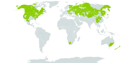 Geum aleppicum world distribution map, present in Australia, Azerbaijan, Belarus, Bhutan, Canada, China, Estonia, Finland, Georgia, Hungary, Japan, Kazakhstan, Kyrgyzstan, Liberia, Lithuania, Latvia, Moldova (Republic of), Mexico, Mongolia, New Zealand, Poland, Korea (Democratic People's Republic of), Romania, Russian Federation, Slovakia, Ukraine, United States of America, Uzbekistan, and South Africa