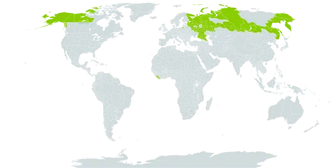 Geum glaciale world distribution map, present in Canada, Liberia, Russian Federation, and United States of America