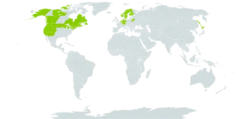 Geum macrophyllum world distribution map, present in Belgium, Belarus, Canada, Germany, Finland, France, United Kingdom of Great Britain and Northern Ireland, Japan, Netherlands, Norway, Russian Federation, Saint Pierre and Miquelon, Sweden, and United States of America