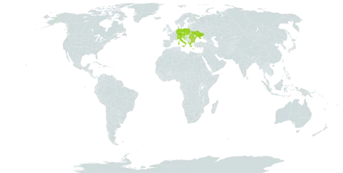 Geum montanum world distribution map, present in Albania, Austria, Bulgaria, Bosnia and Herzegovina, Switzerland, Czech Republic, Germany, France, Greece, Croatia, Italy, Liechtenstein, North Macedonia, Poland, Romania, Serbia, Slovakia, Slovenia, and Ukraine