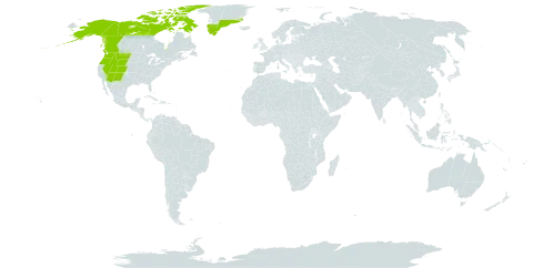 Geum rossii world distribution map, present in Canada, Greenland, and United States of America