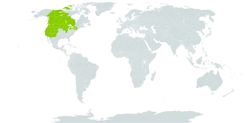 Geum triflorum world distribution map, present in Canada and United States of America