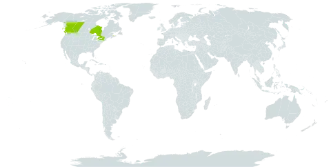 Geum x aurantiacum world distribution map, present in Canada and United States of America