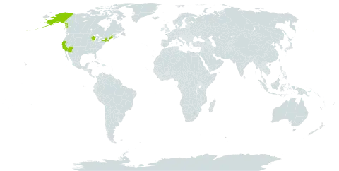 Gilia achilleifolia world distribution map, present in United States of America