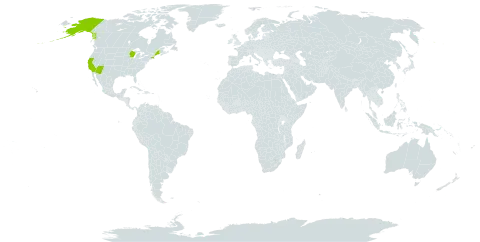 Gilia achilleifolia subsp. multicaulis world distribution map, present in United States of America