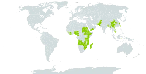 Girardinia diversifolia world distribution map, present in Angola, Bangladesh, Bhutan, China, Côte d'Ivoire, Cameroon, Ethiopia, Guinea, Indonesia, Kenya, Cambodia, Sri Lanka, Madagascar, Myanmar, Mozambique, Malawi, Nigeria, Nepal, Pakistan, Rwanda, Sudan, South Sudan, eSwatini, Taiwan, Province of China, Tanzania, United Republic of, Uganda, Viet Nam, Yemen, South Africa, Zambia, and Zimbabwe