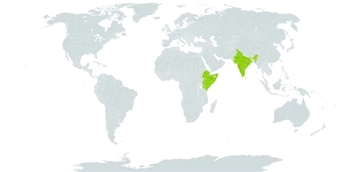 Gisekia diffusa world distribution map, present in Ethiopia, India, Kenya, and Somalia