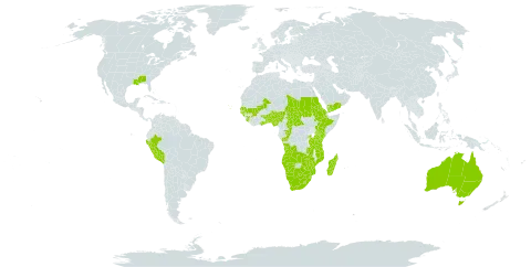 Gladiolus dalenii world distribution map, present in Angola, Åland Islands, Australia, Benin, Burkina Faso, Botswana, Central African Republic, Congo, Cabo Verde, Eritrea, Ethiopia, Ghana, Guinea, Guinea-Bissau, Kenya, Lesotho, Madagascar, Mali, Mozambique, Namibia, Nigeria, Peru, Rwanda, Sudan, Senegal, Sierra Leone, eSwatini, Chad, Togo, Tanzania, United Republic of, Uganda, United States of America, Yemen, South Africa, Zambia, and Zimbabwe