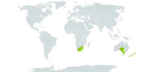 Gladiolus undulatus world distribution map, present in Australia, Jamaica, New Zealand, Puerto Rico, and South Africa