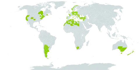 Glaucium flavum world distribution map, present in Albania, Argentina, Australia, Austria, Belgium, Bulgaria, Bosnia and Herzegovina, Canada, Switzerland, Germany, Denmark, Algeria, Spain, France, United Kingdom of Great Britain and Northern Ireland, Georgia, Gibraltar, Greece, Croatia, Hungary, Israel, Italy, Lebanon, Libya, Morocco, North Macedonia, Malta, Montenegro, Netherlands, Norway, New Zealand, Poland, Portugal, Romania, Serbia, Slovakia, Slovenia, Syrian Arab Republic, Tunisia, Turkey, Ukraine, United States of America, and South Africa