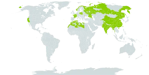 Glebionis carinata world distribution map, present in Bangladesh, China, Algeria, France, India, Libya, Morocco, Moldova (Republic of), Myanmar, Norway, Poland, Portugal, Russian Federation, Tajikistan, Taiwan, Province of China, and United States of America