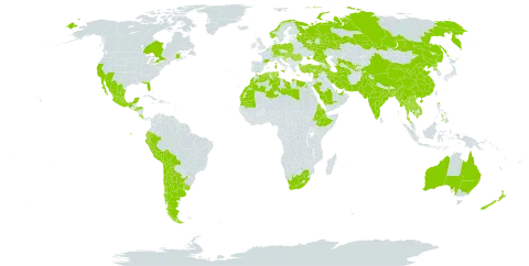 Glebionis coronaria world distribution map, present in Anguilla, United Arab Emirates, Argentina, Australia, Austria, Azerbaijan, Belgium, Bangladesh, Bosnia and Herzegovina, Bolivia (Plurinational State of), Canada, Switzerland, Chile, China, Costa Rica, Cyprus, Germany, Algeria, Ecuador, Egypt, Eritrea, Spain, Ethiopia, France, United Kingdom of Great Britain and Northern Ireland, Gibraltar, Greece, Honduras, Croatia, Hungary, India, Iran (Islamic Republic of), Israel, Italy, Cambodia, Lao People's Democratic Republic, Lebanon, Libya, Morocco, Moldova (Republic of), Mexico, Myanmar, Mauritania, Norway, New Zealand, Pakistan, Peru, Philippines, Poland, Korea (Democratic People's Republic of), Portugal, Qatar, Romania, Russian Federation, Saudi Arabia, El Salvador, Slovakia, Syrian Arab Republic, Thailand, Tajikistan, Turkmenistan, Tunisia, Turkey, Ukraine, Uruguay, United States of America, Uzbekistan, Viet Nam, and South Africa