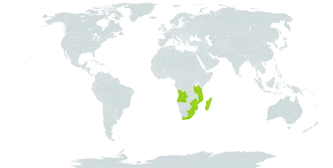 Gleichenia polypodioides world distribution map, present in Angola, French Southern Territories, Burundi, Lesotho, Madagascar, Mozambique, Mauritius, Malawi, Réunion, eSwatini, Tanzania, United Republic of, South Africa, and Zimbabwe