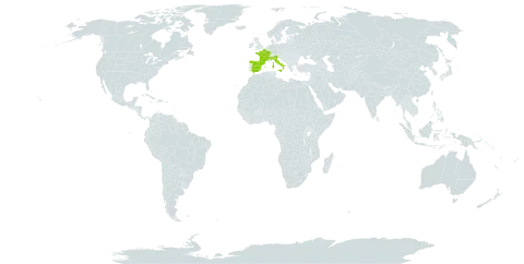 Globularia repens world distribution map, present in Andorra, Spain, France, and Italy