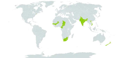 Glossostigma diandrum world distribution map, present in Bangladesh, Cameroon, India, Mali, New Zealand, Senegal, Chad, United States of America, Viet Nam, and South Africa