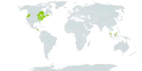 Glyceria canadensis world distribution map, present in Canada, Micronesia (Federated States of), Malaysia, Nicaragua, and United States of America