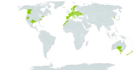 Glyceria declinata world distribution map, present in Australia, Austria, Belarus, Canada, Switzerland, Czech Republic, Germany, Denmark, Spain, France, Hungary, Ireland, Italy, Morocco, Netherlands, Norway, New Zealand, Poland, Korea (Democratic People's Republic of), Portugal, Romania, Sweden, Ukraine, and United States of America