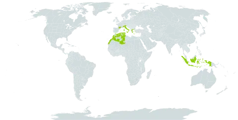 Glyceria spicata world distribution map, present in Algeria, France, Greece, Indonesia, Italy, Morocco, and Tunisia