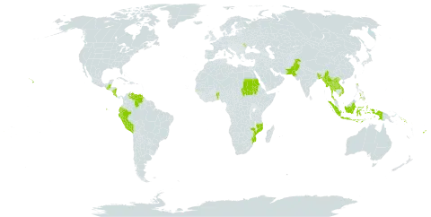 Gmelina world distribution map, present in Andorra, Benin, Bangladesh, Belize, Cook Islands, Costa Rica, Ecuador, Fiji, Gambia, Guatemala, Indonesia, Lao People's Democratic Republic, Moldova (Republic of), Myanmar, Mozambique, Nicaragua, Nepal, Pakistan, Peru, Philippines, Sudan, Solomon Islands, Thailand, United States of America, Venezuela (Bolivarian Republic of), and Viet Nam